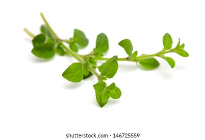 Fresh Marjoram Isolated On White