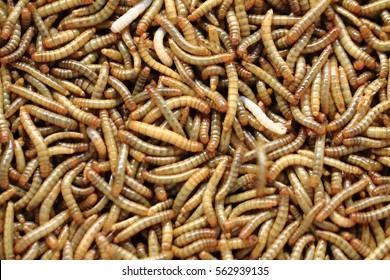 fresh mealworms food for animals as nice background