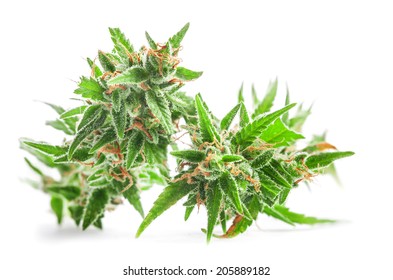 Fresh Medical Marijuana Isolated On White Background. Therapeutic And Medicinal Cannabis