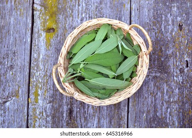 Fresh medical sage salvia leaves in small wicker basket on old wooden table