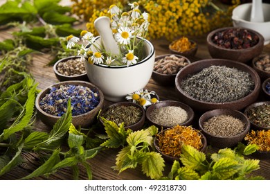 Fresh medicinal, healing herbs on wooden - Shutterstock ID 492318730