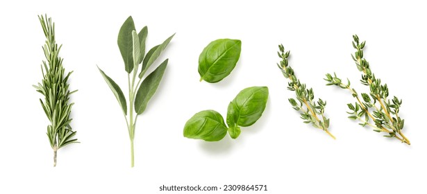 fresh mediterranean herbs isolated over a white background rosemary, sage, basil and thyme, farm fresh food and healthy diet herbal design elements	