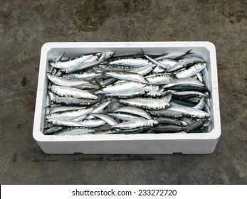 Fresh Mediterranean Sardine, Purse Seine Fishing In Polystyrene Box