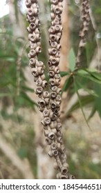 Fresh Melaleuca Leucadendra Seed That Is Still On The Stem