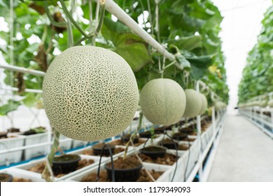 40,845 Melon farm Images, Stock Photos & Vectors | Shutterstock