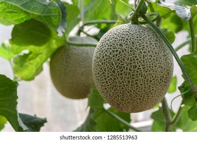 Fresh Melons Green Melons Cantaloupe Melons Stock Photo 1285513963 ...