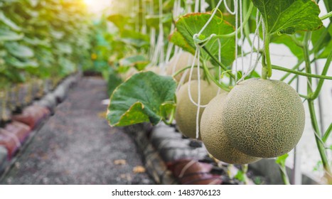 Fresh Melons Green Melons Cantaloupe Melons Stock Photo 1483706123 ...