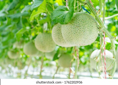 Fresh melons plants cantaloupe growing in greenhouse supported Japanese fruit