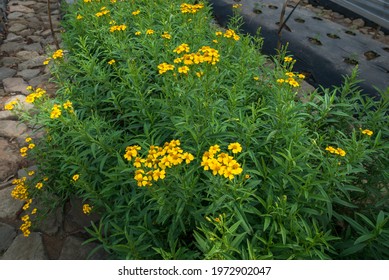 Fresh Of Mexican And Its Flowers Tarragon Herb Plant Growing In The Herbs Organic Garden, Outdoor. Natural Green Colour 