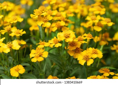 Tagetes Lucida High Res Stock Images Shutterstock