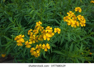 Fresh of Mexican tarragon flowers , herbs plant growing in the herbs organic garden, outdoor. Natural yellow colour 