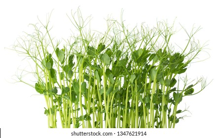 Fresh Microgreens Of Peas Isolated On White Background.