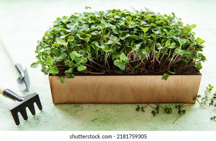 Fresh microgreens. Sprouts of radish microgreens in the box