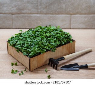 Fresh microgreens. Sprouts of radish microgreens in the box