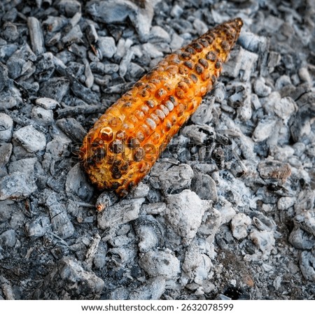 Fresh milk from the fields to the table, corn is kebabed with barbecue fire