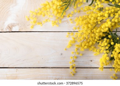 Fresh Mimosa Flower On Wooden Table