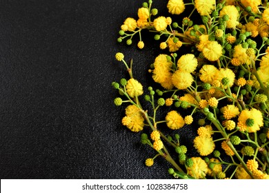 Fresh Mimosa Flowers On A Black Background.