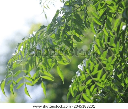 fresh mindi tree leaves in the morning