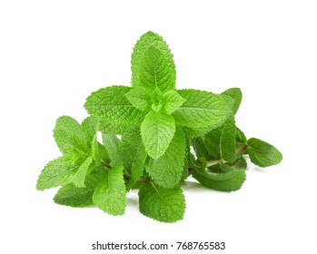 Fresh Mint Bunch Isolated On White Background