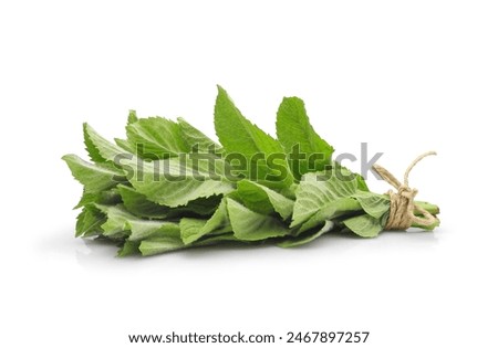 Fresh mint bunch isolated on white background. Spice, herbal tea and medicinal plant.	