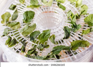 Fresh mint is dried white food dehydrator tray on table. Electric drier, ealthy vegetarian vegan concept, fruit diet. special tool for drying foods and herbs
