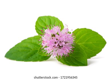 16,263 Peppermint Flower Images, Stock Photos & Vectors | Shutterstock