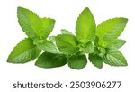 Fresh mint isolated on white background. Fresh mint leaf. Clipping path mint. Mint macro studio photo