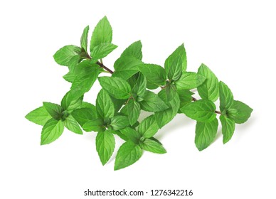 Fresh Mint  Isolated On White Background