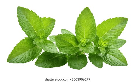 Fresh mint isolated on white background. Fresh mint leaf. Clipping path mint. Mint macro studio photo - Powered by Shutterstock