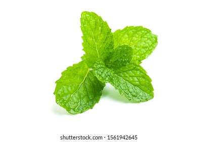 Fresh Mint leaf isolated on white background.