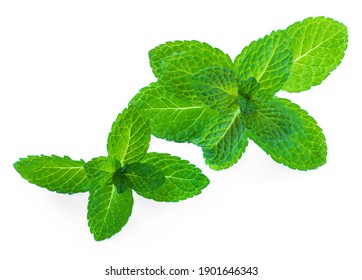 Fresh Mint  Leaf  Isolated On A White Background. Macro.  Peppermint Herb  Top View. Organic Melissa Close-up
