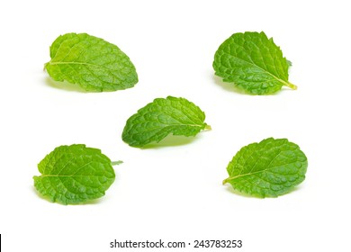 Fresh Mint Leaf Isolated On White Background