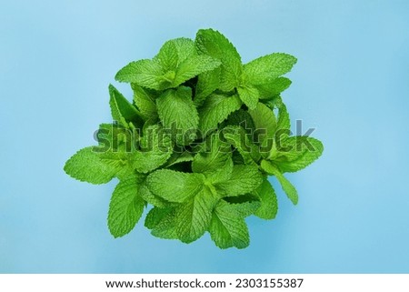 Fresh mint leaf isolated on blue background.