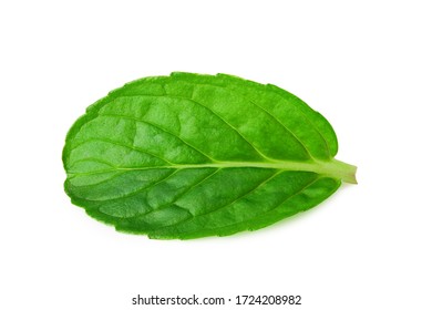 Fresh Mint Leave Isolated On White Background