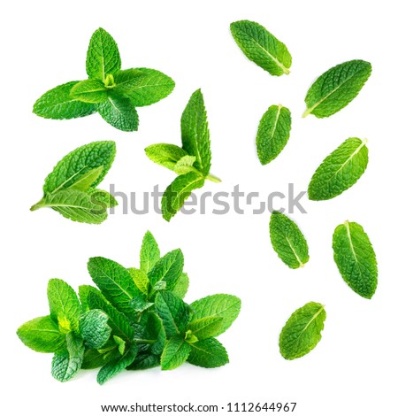 Fresh mint leaves collection  isolated on white background, top view. Close up of peppermint
