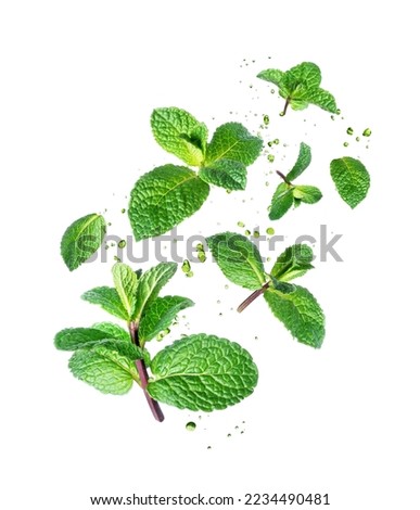 Fresh mint leaves with drops in the air isolated on a white background