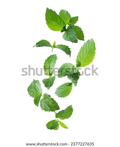 Fresh mint leaves with drops of water in the air closeup isolated on white background