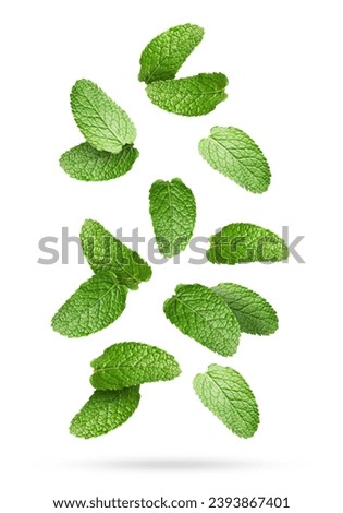 Fresh mint leaves falling on white background