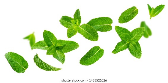 Fresh mint leaves, falling peppermint foliage isolated on white background with clipping path. Green spearmint, flying herbal tea ingredient, collection