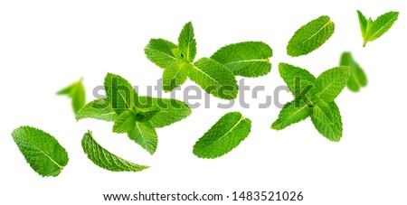 Fresh mint leaves, falling peppermint foliage isolated on white background with clipping path. Green spearmint, flying herbal tea ingredient, collection