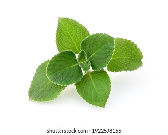 Fresh mint leaves isolated on white background.