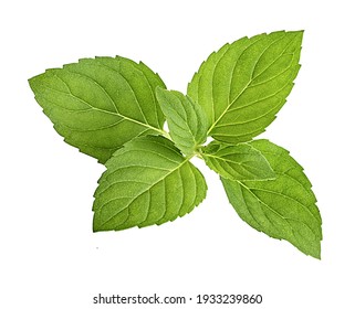 580,077 Mint Leaves Stock Photos, Images & Photography | Shutterstock