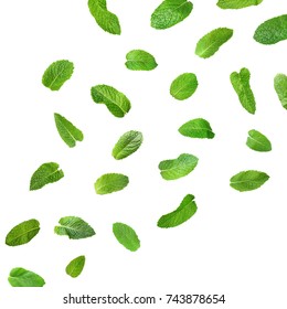 Fresh Mint Leaves On White Background