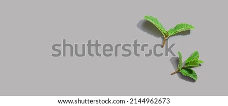 Similar – Image, Stock Photo A finger ring, spontaneously woven from blades of grass on a walk.