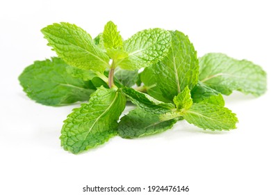 Fresh mint leaves, Peppermint Isolated on white background.