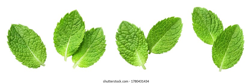 Fresh mint leaves set, isolated on white background - Shutterstock ID 1780431434