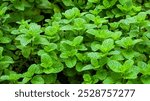 fresh mint leaves texture and background. green spearmint plant grow in the garden. freshness of organic peppermint leaf. 