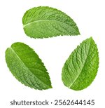 Fresh mint on white background. Collection of mint leaves top view