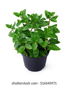 Fresh Mint Plant In A Black Pot Isolated On White