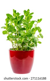 Fresh Mint Plant In A Ceramic Pot Isolated On White